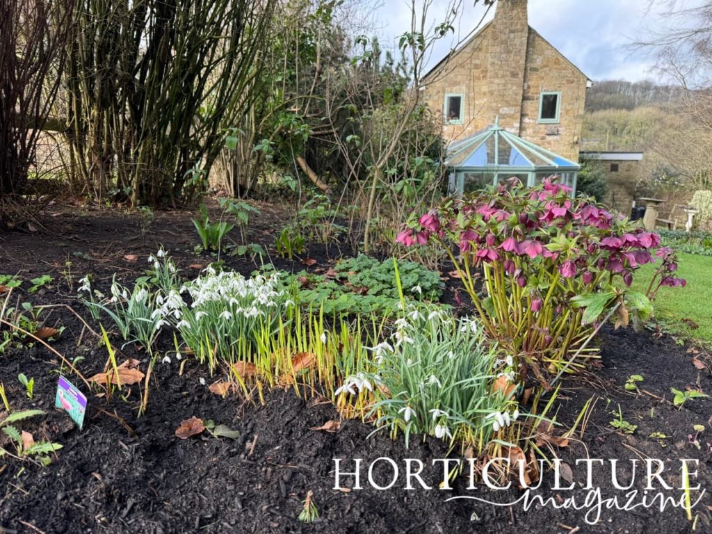 a garden bed with purple flowering hellebores and lots of white snowdrops