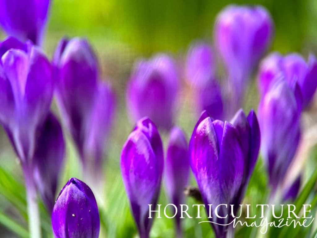 purple flowering crocus growing in the garden at York Museum Gardens