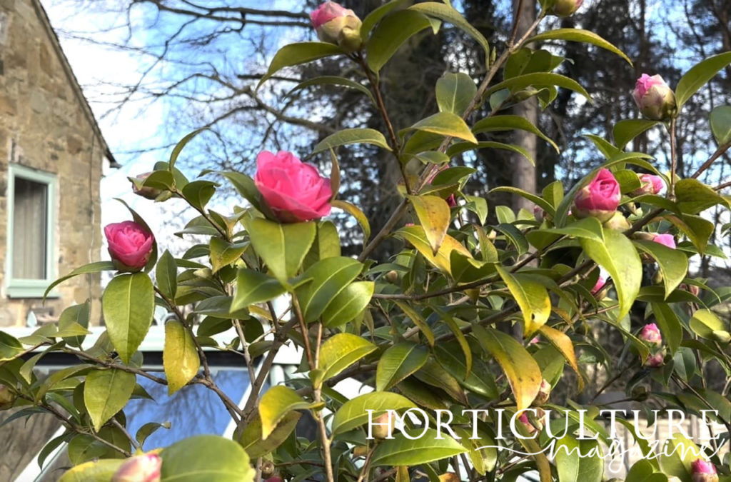 a pink flowering camellia with emerging buds and green leaves