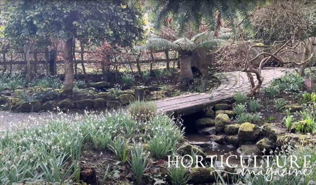 the dell at York Gate with snowdrops covering the ground