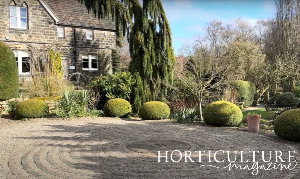 the maze garden at York Gate with a giant redwood with a weeping form in the background