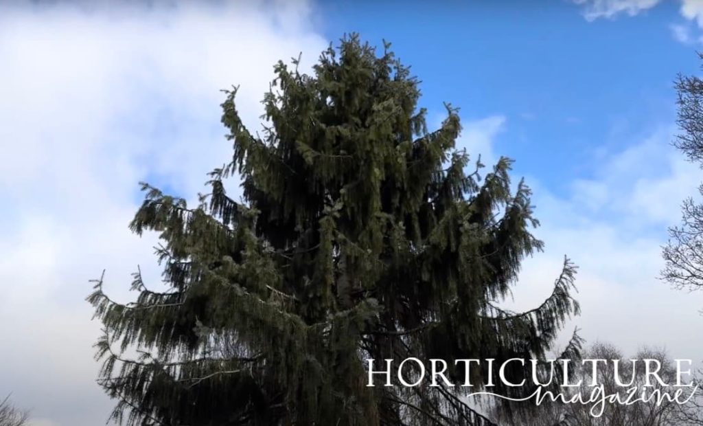 Brewer's Spruce conifer with a blue sky in the background