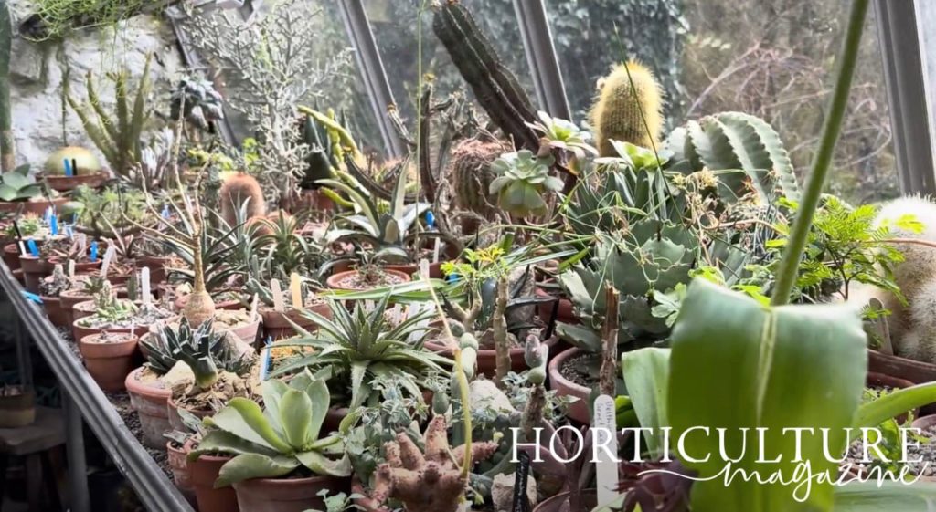 various succulents growing on a shelf in the York Gate succulent house