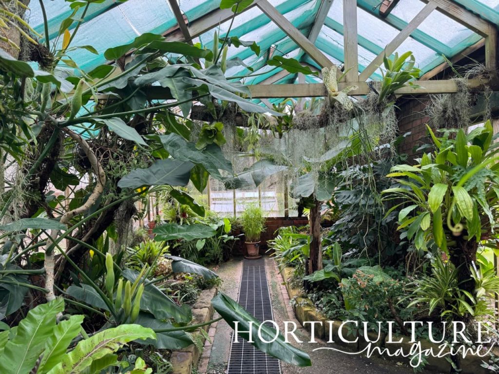 inside the Gilbert Orchid house which is full of tropical, large green-leaved plants