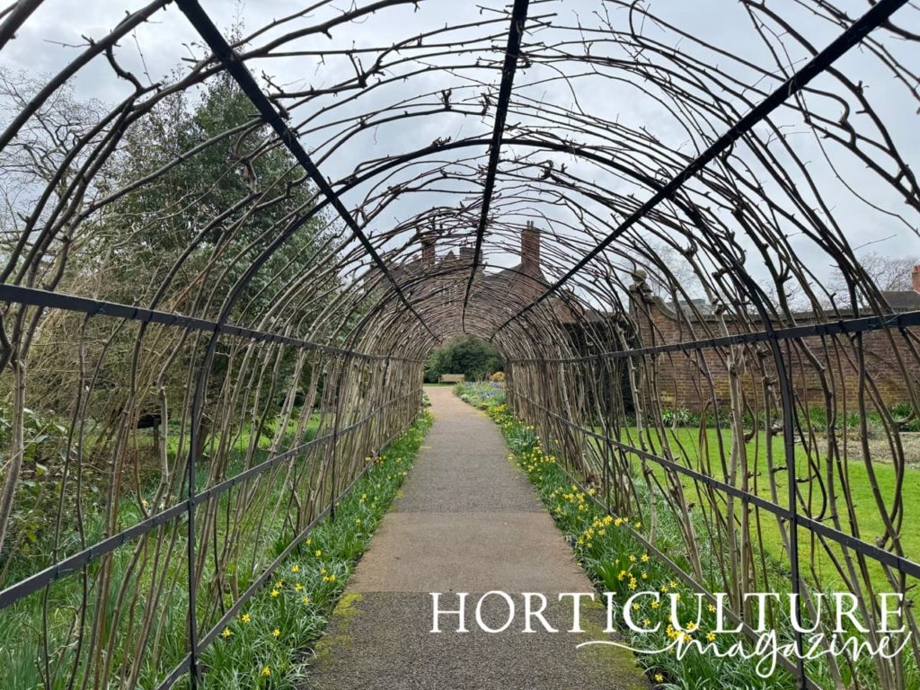 the nut walk comprised of hazelnut trees tied into a metal arch frame leading up to Winterbourne House