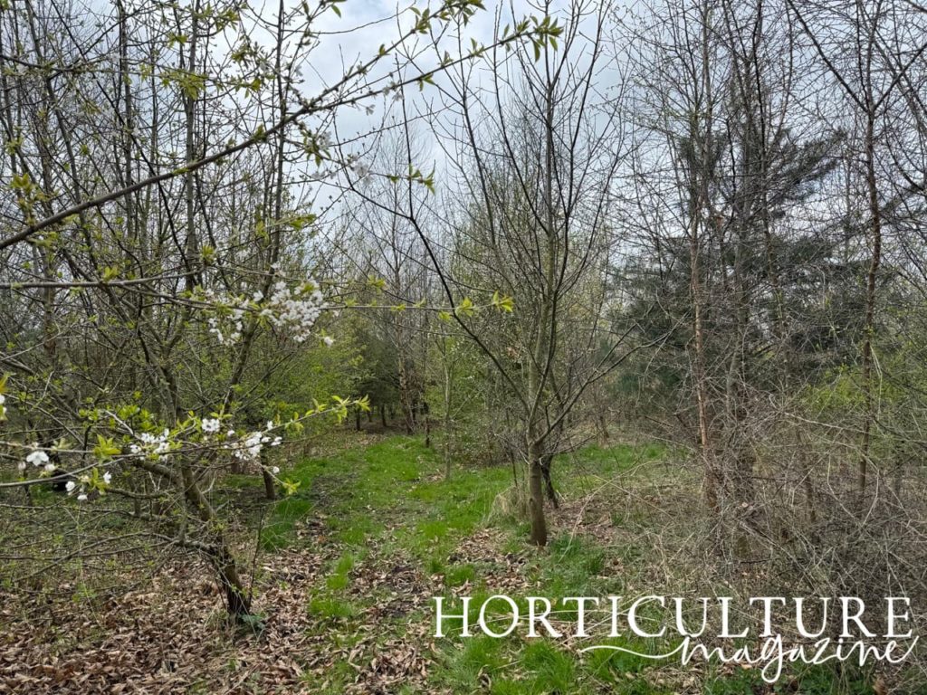 the woodland garden with some white blossom on the trees at The Stables