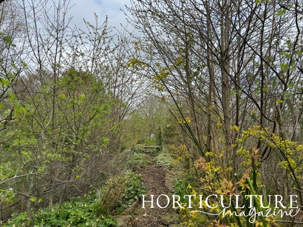 native trees and shrubs growing in the woodland