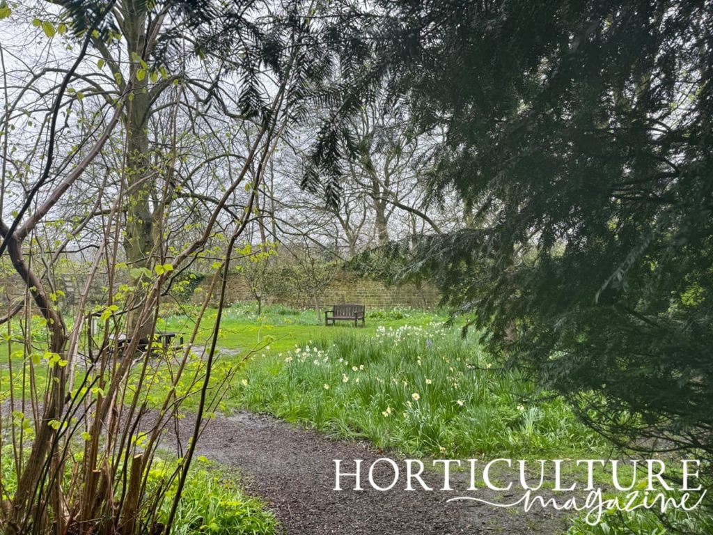 spring bulbs growing in informal borders in the wild garden at East Riddlesden Hall