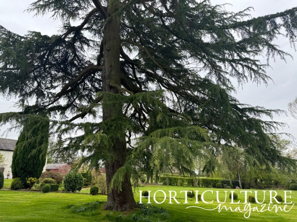 a Himalayan cedar tree with huge branches in a garden with mowed grass