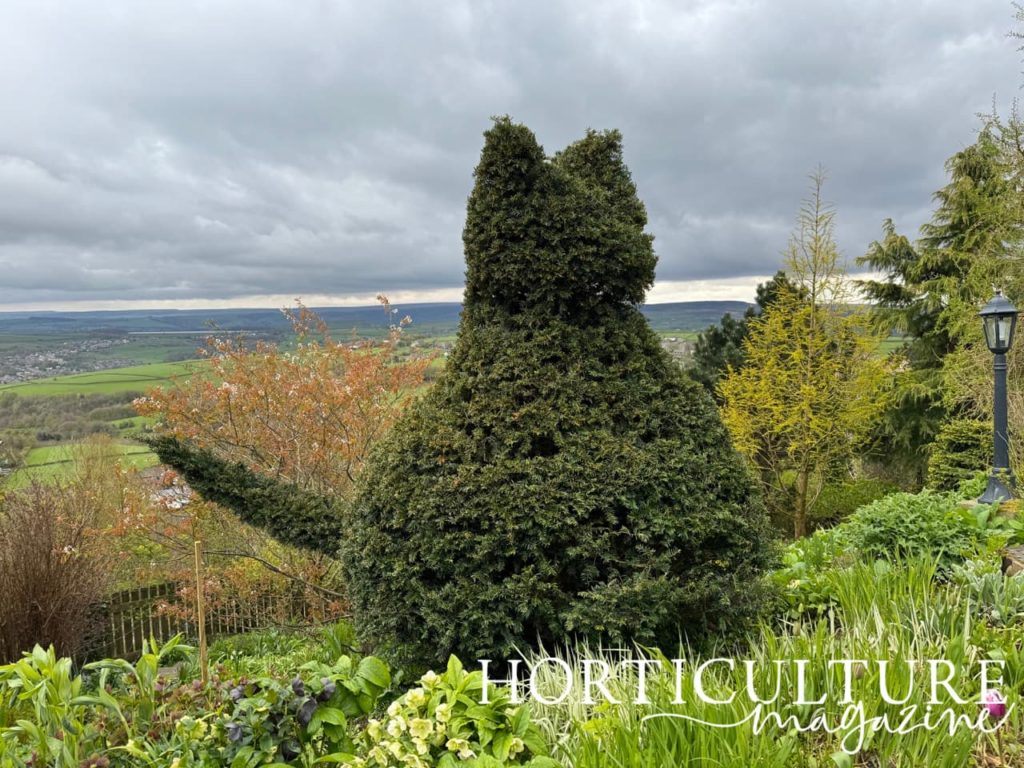 a topiary cat growing in a mixed perennial bed at Scape Lodge with the Pennines in the background