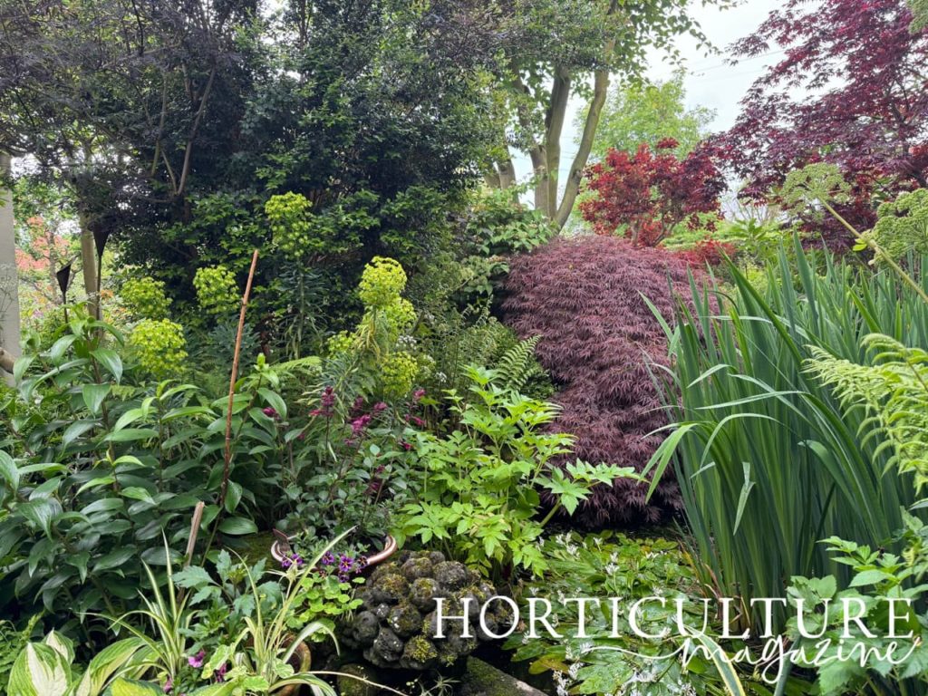 the pond at Cobble Cottage with lilies and acers growing in and around it
