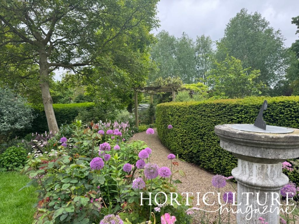 purple flowering alliums in the pink border at Prospect House alongside a path leading to the pergola