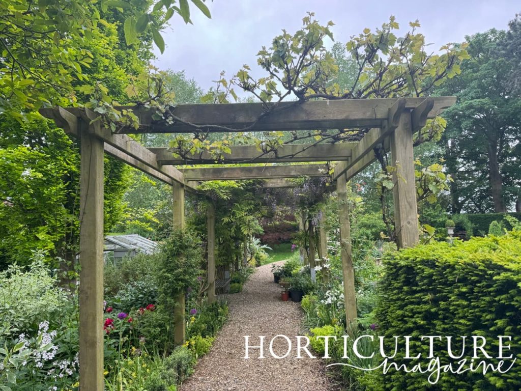 a large wooden pergola with three wisteria plants with purple flowers growing over the top