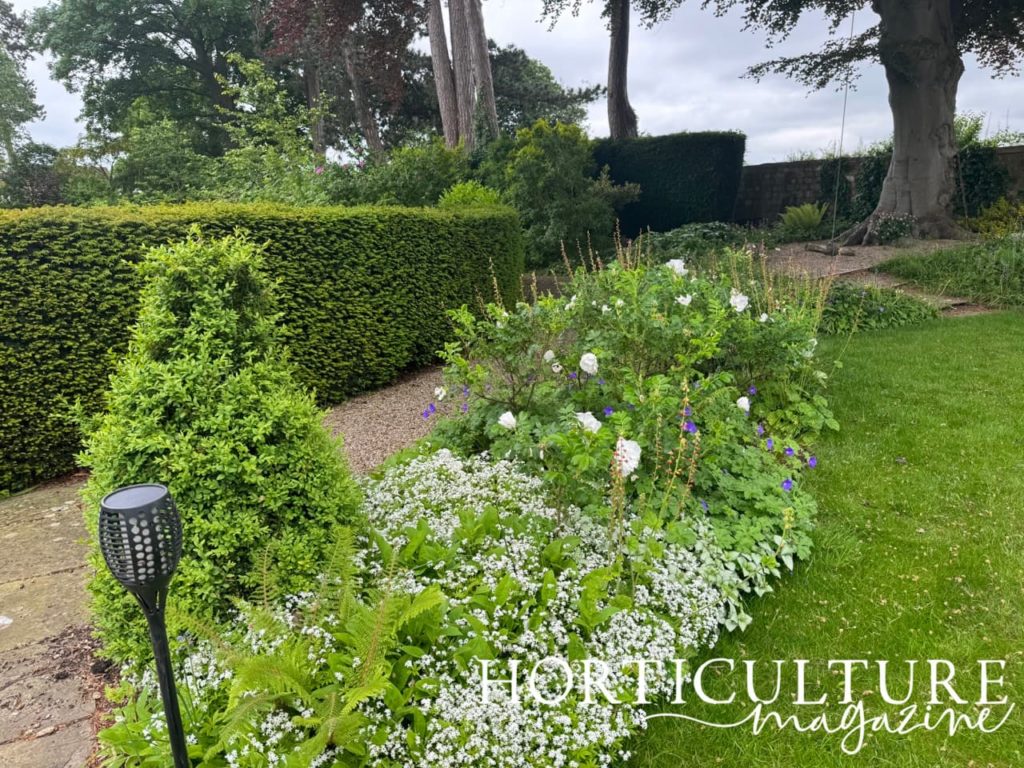 a shady border full of ferns, white roses and sweet woodruff