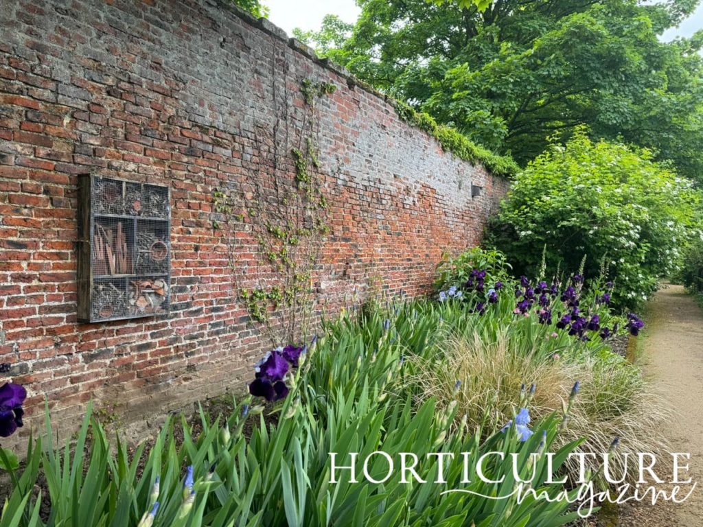 the stone wall at Helmsley with bearded iris growing in the border in front of it