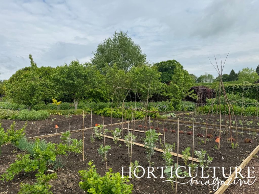 the vegetable garden at Helmsley full of raised beds with plantings coming up