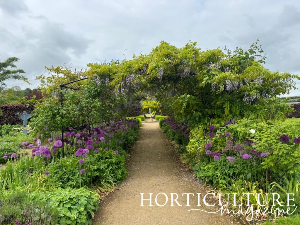 the purple wisteria and alliums framing the distant yellow laburnum in the background