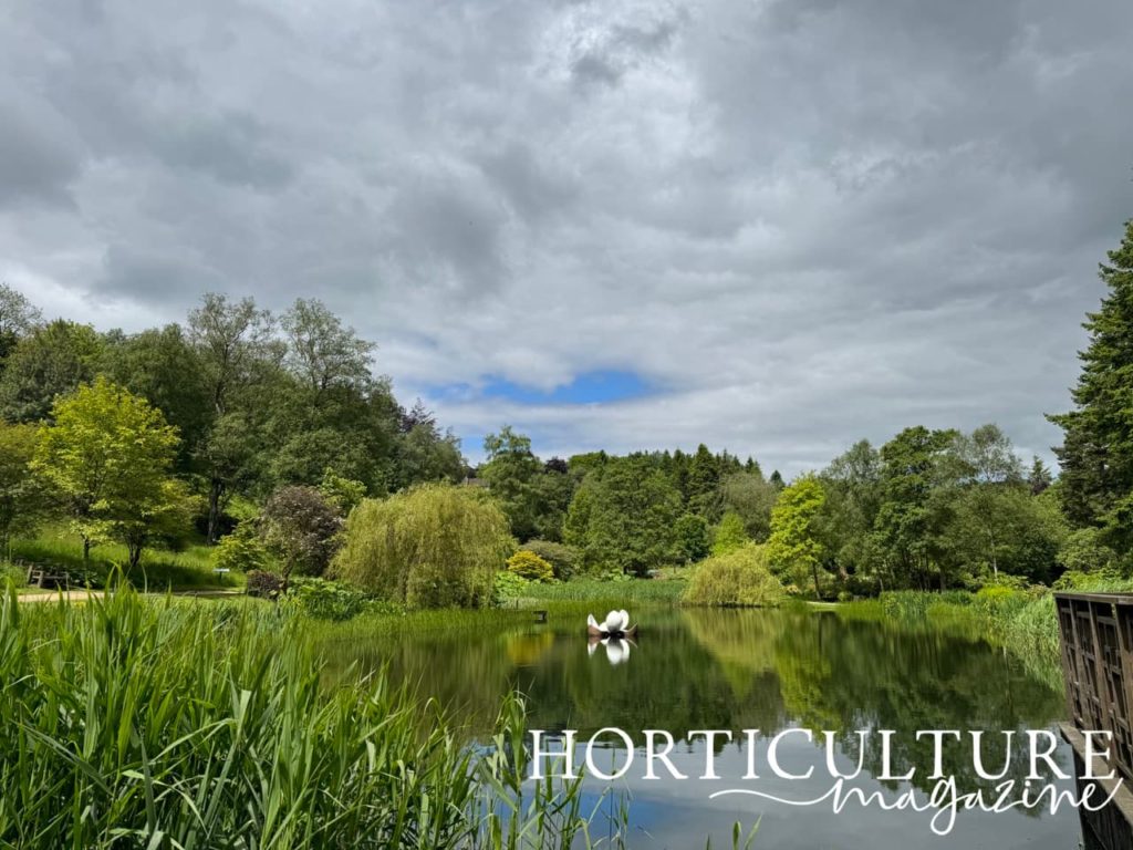 the Magnolia Lake with a magnolia sculpture at Yorkshire Himalayan Sculpture Park