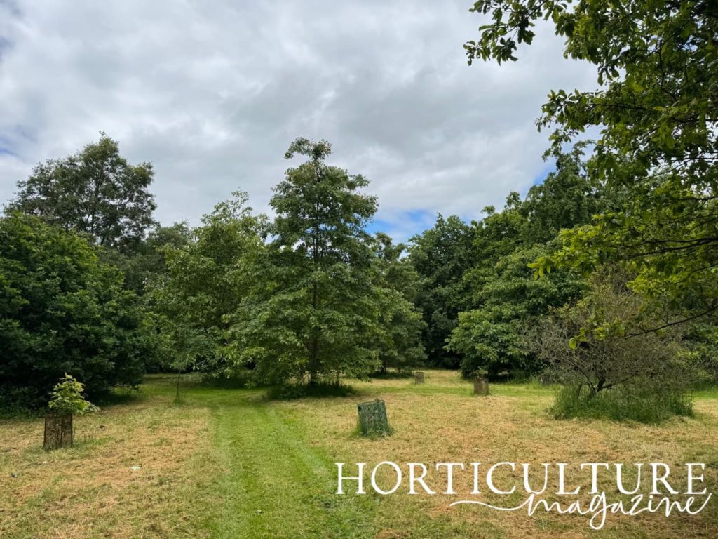 oak trees that are part of a National Collection at Lovell Quinta Arboretum in full leaf