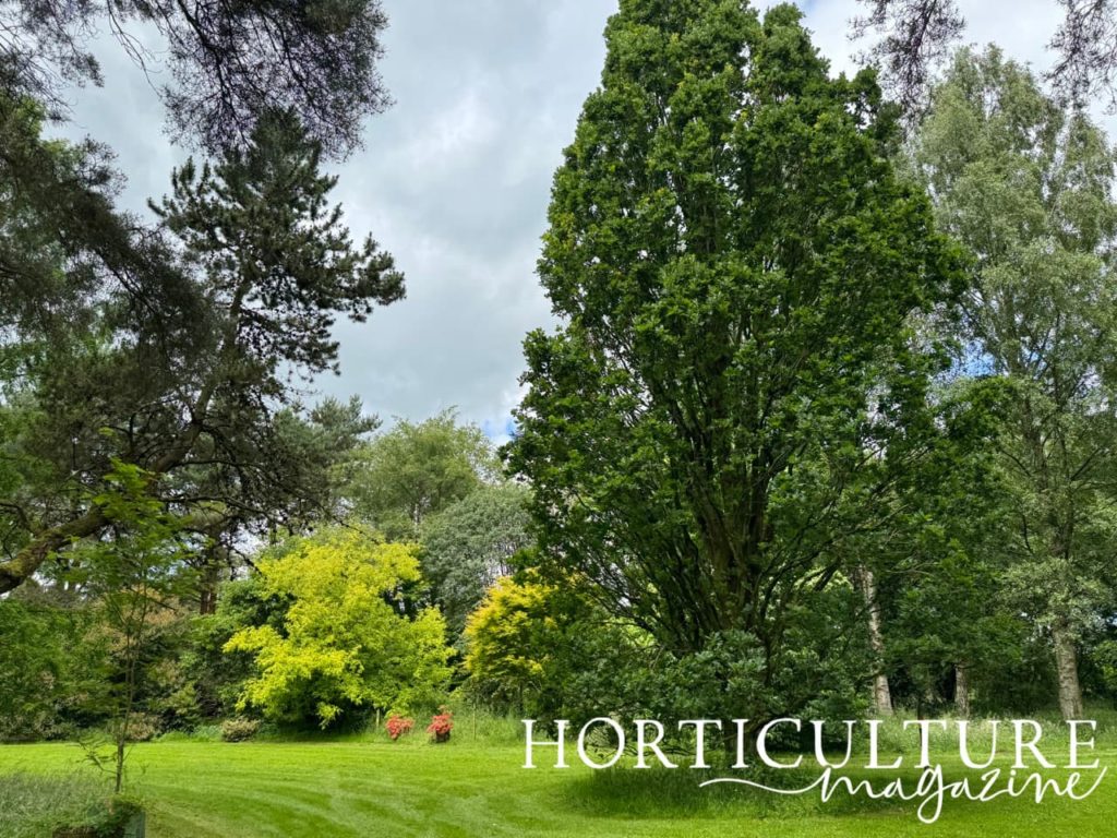 a tall, columnar tree growing near the entrance of Lovell Quinta Arboretum