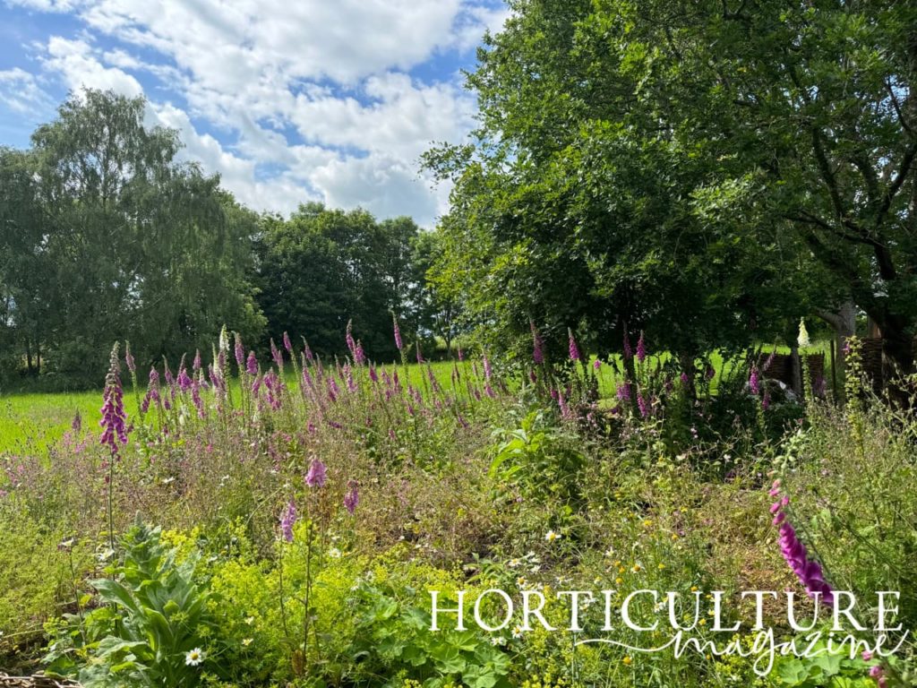 foxgloves growing in a wildflower border at Swindon House Farm