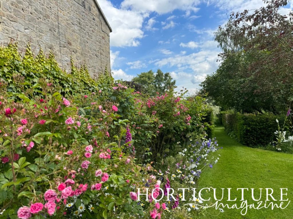 pink roses and other blue and white flowering plants in a cottage border at Swindon House Farm