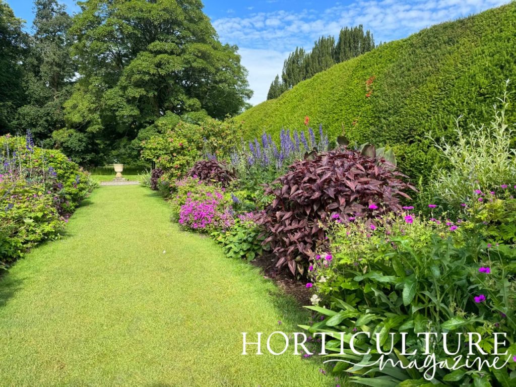 herbaceous pink and purple border at Levens Hall leading out to Britain's first ever Ha-Ha