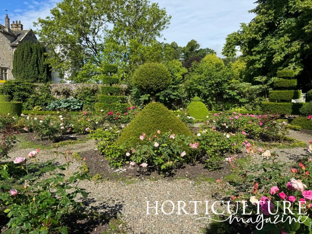 the rose garden at Levens Hall full of David Austin roses and topiary pieces