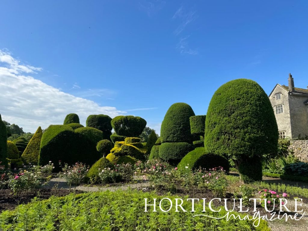 the topiary garden at Levens Hall full of box and yew that has been cut into unique shapes