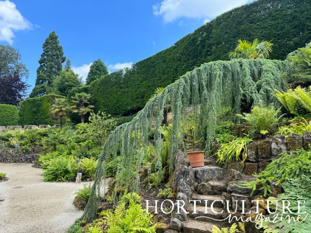 Brodsworth Hall's fern dell with several green ferns and an Indian bean tree drooping over the rocks