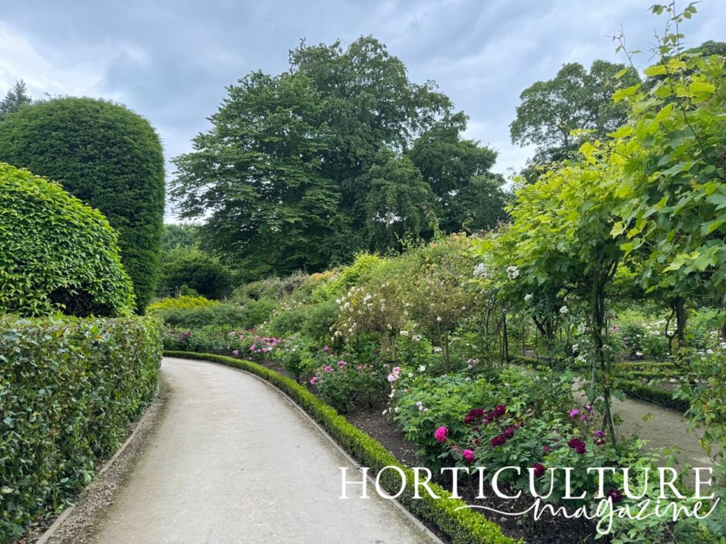 a border full of white, pink and purple flowering roses at Brodsworth Hall
