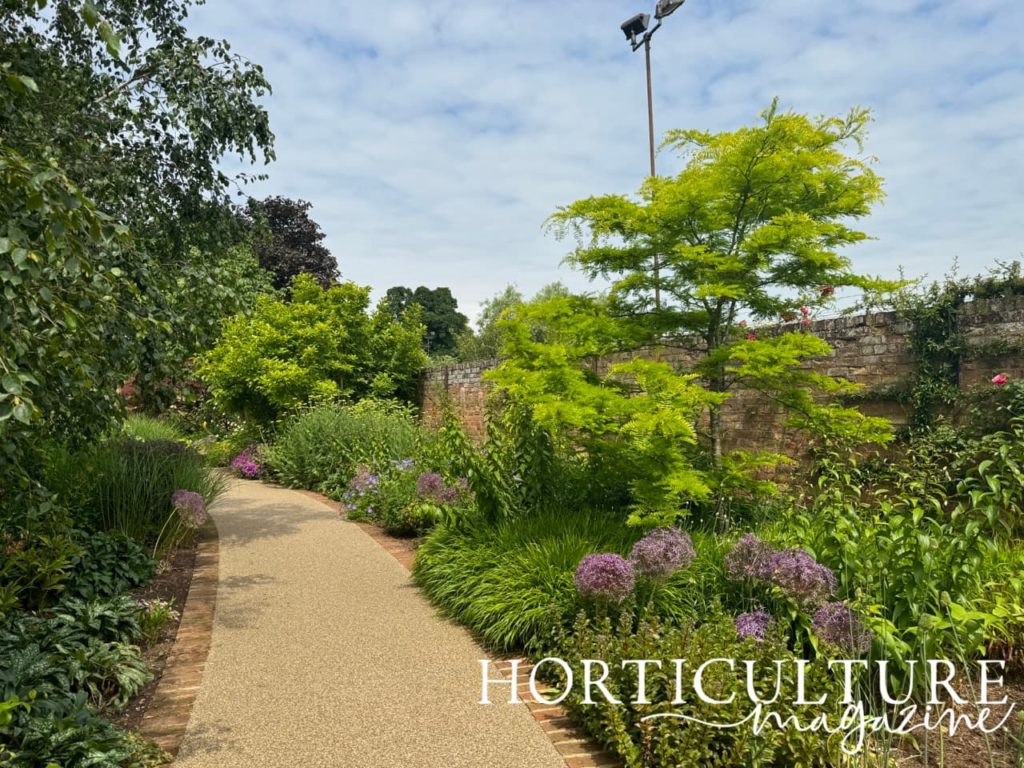 the herbaceous borders at Burnby Hall full of purple flowering alliums and green foliage plants