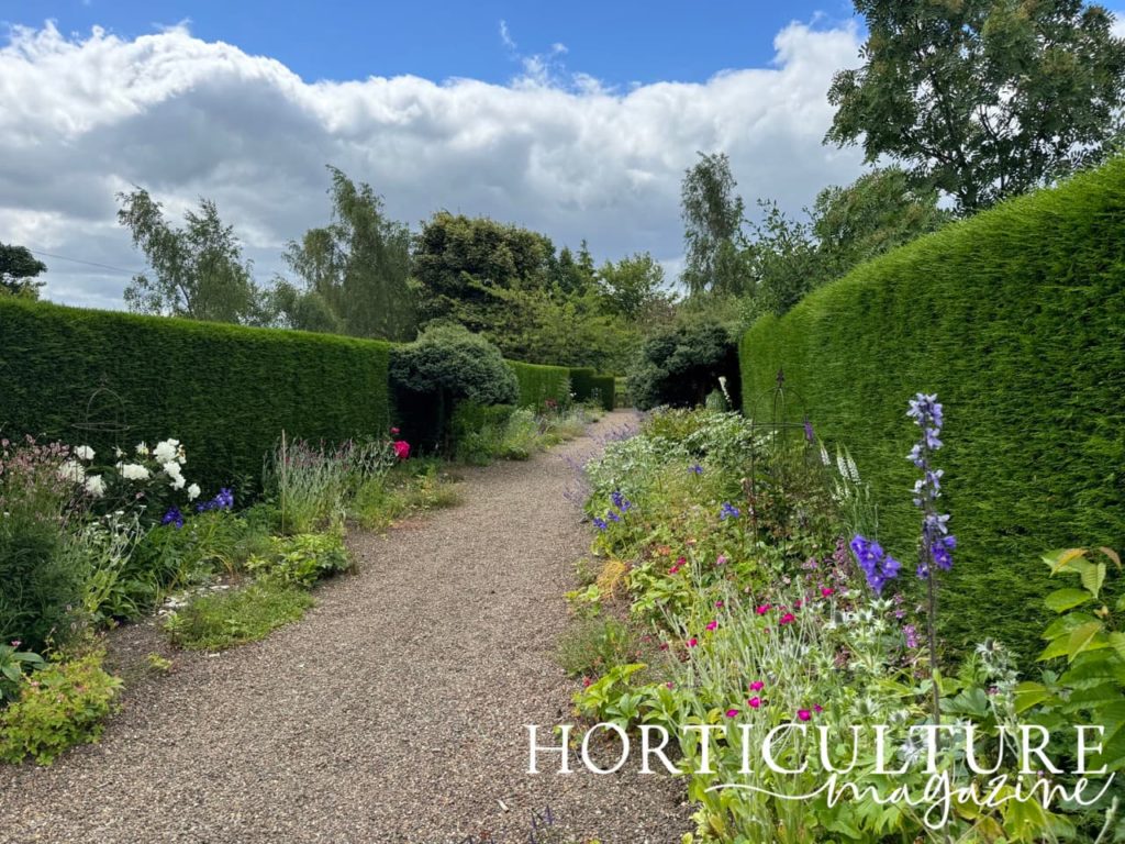 the avenue at Birkhead, with blue, pink and white flowering plants growing down the sides of the gravel path