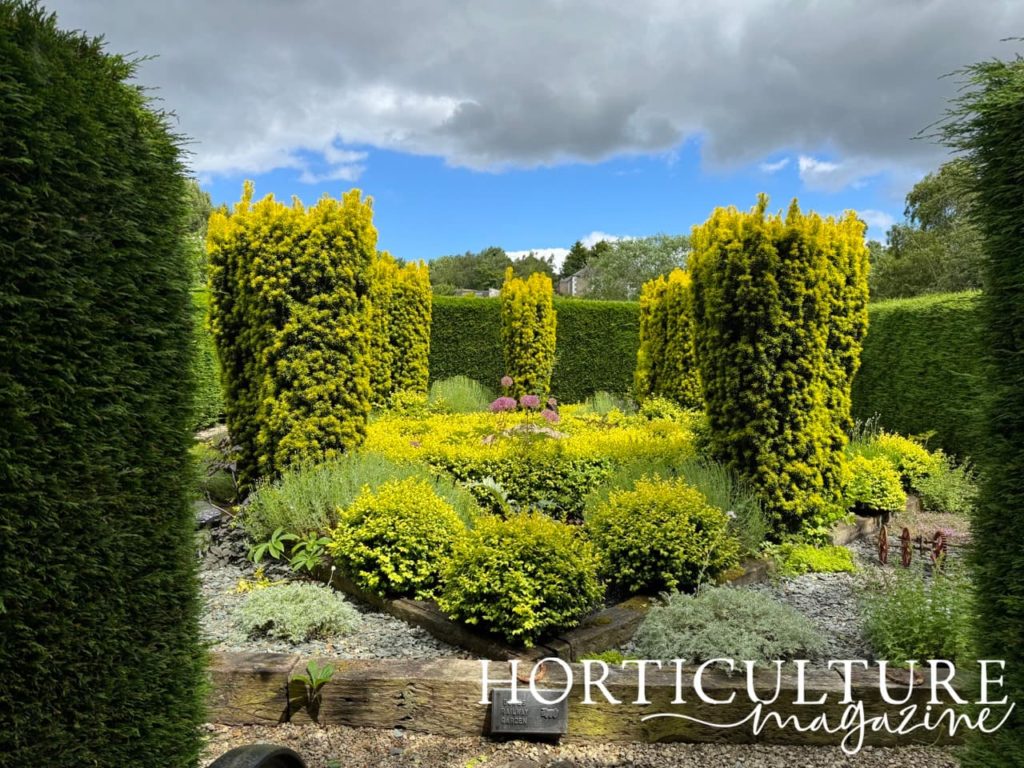 green evergreens growing with herbs and alliums at the centre of Birkhead's Secret Garden