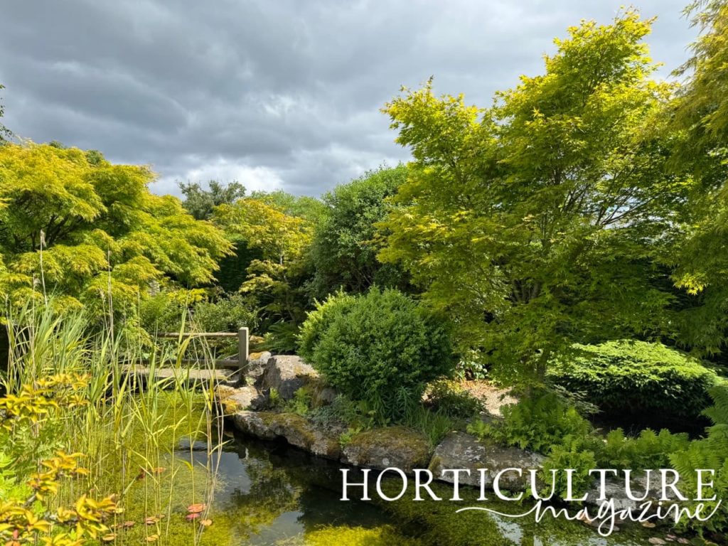 the meditation garden at Birkhead's Secret Garden with acers, bamboo and a pond