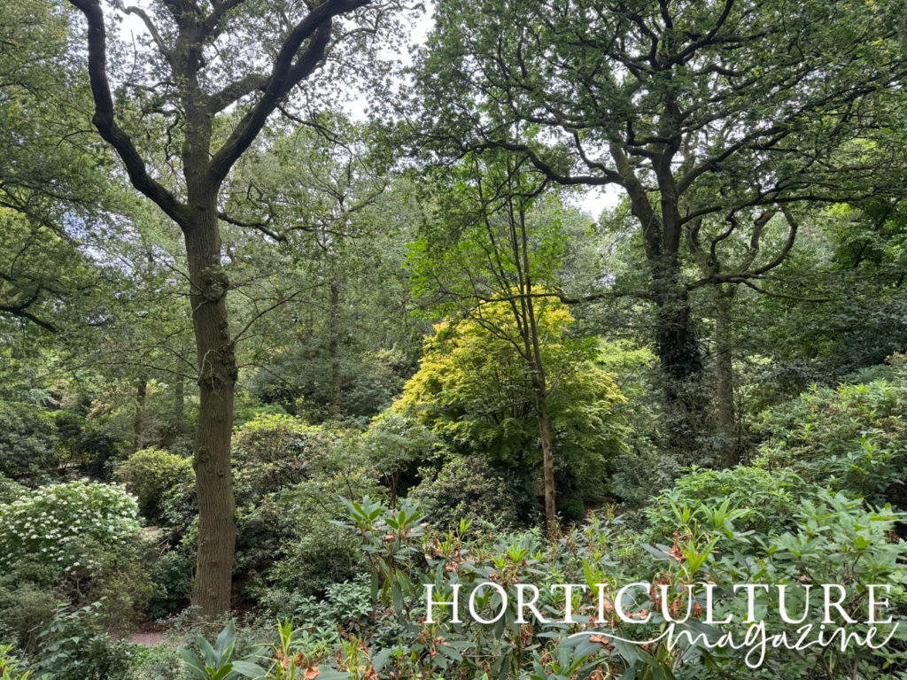 a National Champion Acer growing in the wooded area at the Dorothy Clive garden