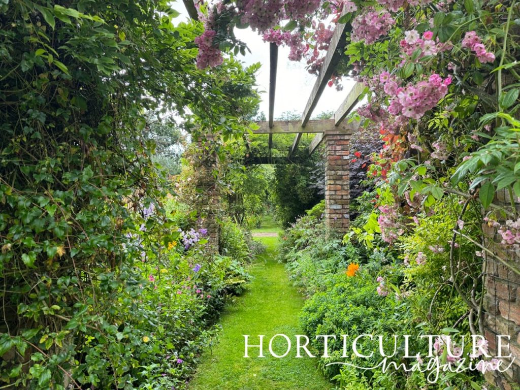 the pergola walk with pink flowers hanging from the frame at Abbeywood gardens