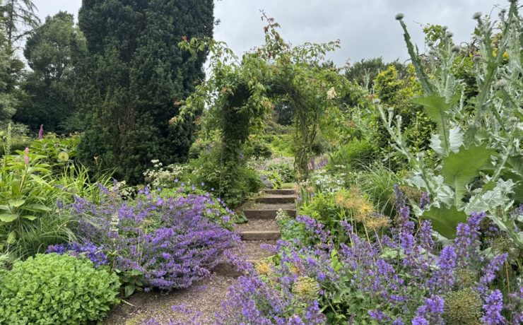 a pergola covered in green foliage in a herbaceous border with purple and white flowering plants